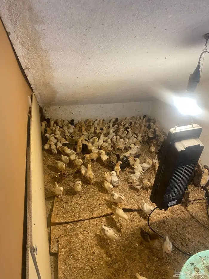 صوص دجاج عمره 20 يوم العدد 113 جوز العدد الكلي226حبه 2