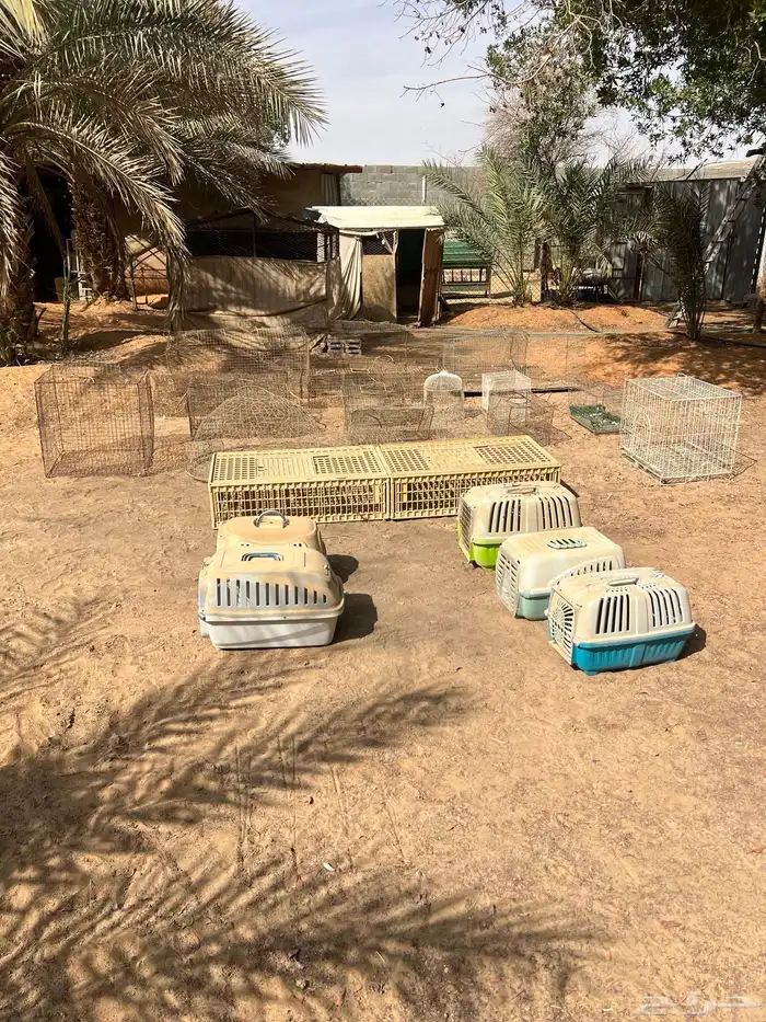 اقفاص وشبوك طيور العفجه الخرج 2