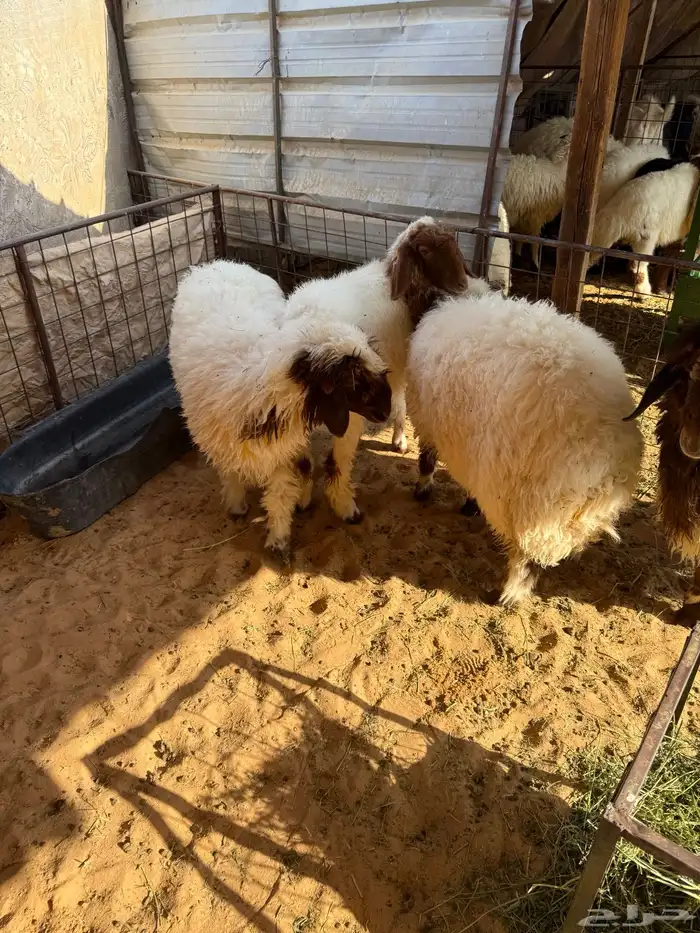 نعمي خروف 3 رخال 0