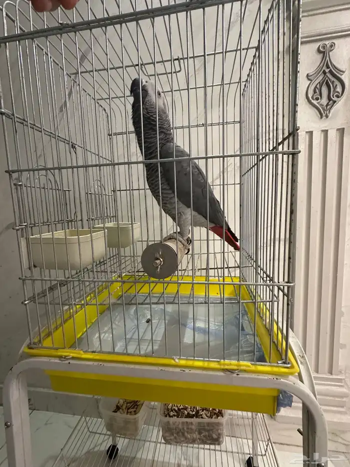 فرخ كاسكو جرئ متكلم على اليد ( تم البيع ) 3