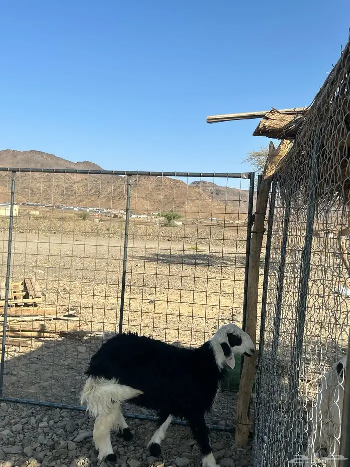 للبيع طلي نجدي جذع 0