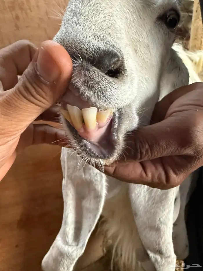 عنزين حلوات ثنية ورباع مضاريع 5