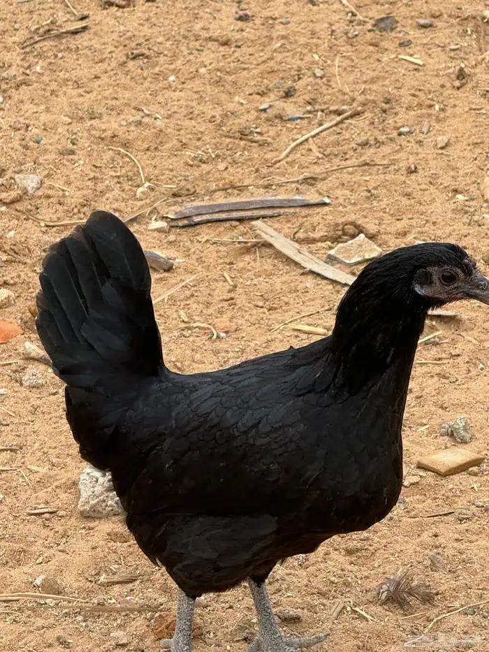 دجاج للبيع 2