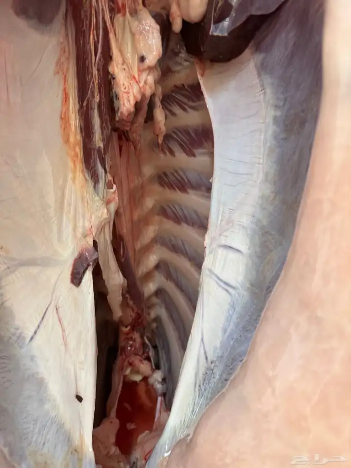 حاشي لباني مشروط والحم مضمون ف الصحن والطعم تحدي 1