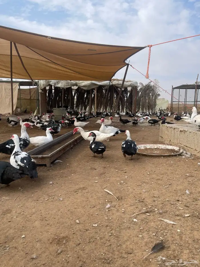 بط بح مكسوفي 0