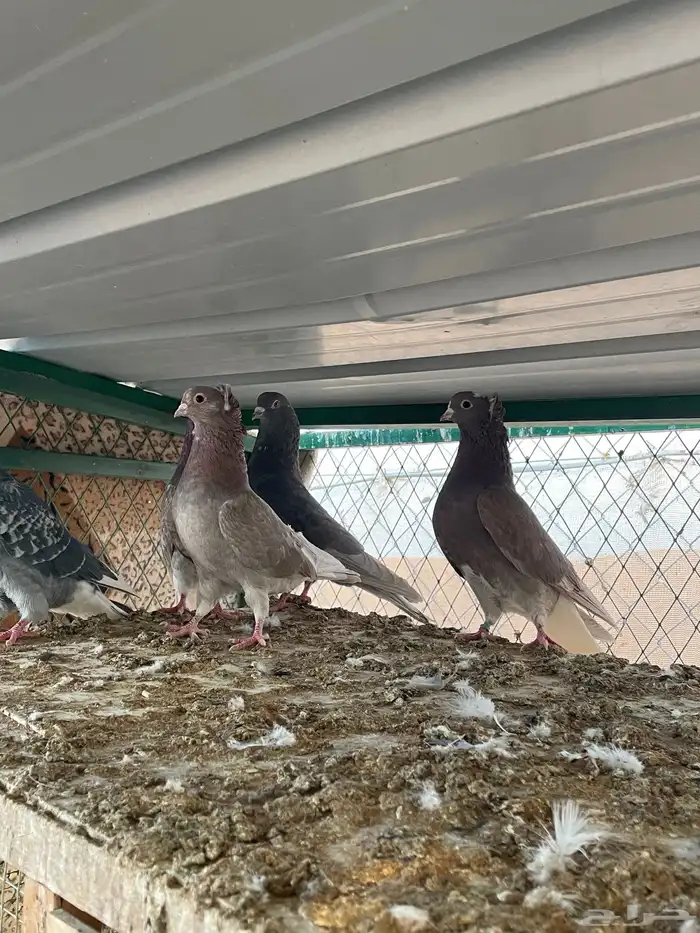 اعرض لكم حمام قطايف 4