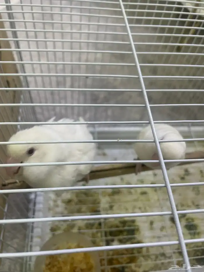 ببغاء البينو 1