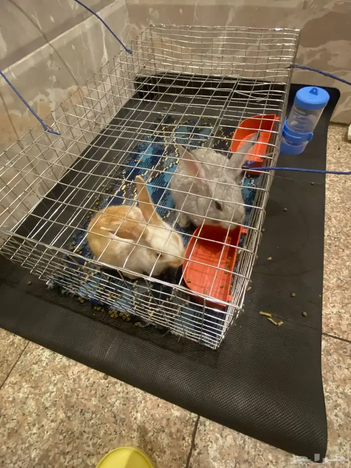 ارنبين بقفص 0