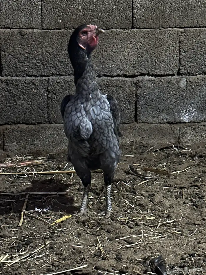 دجاج شامو مهجن هندي 2