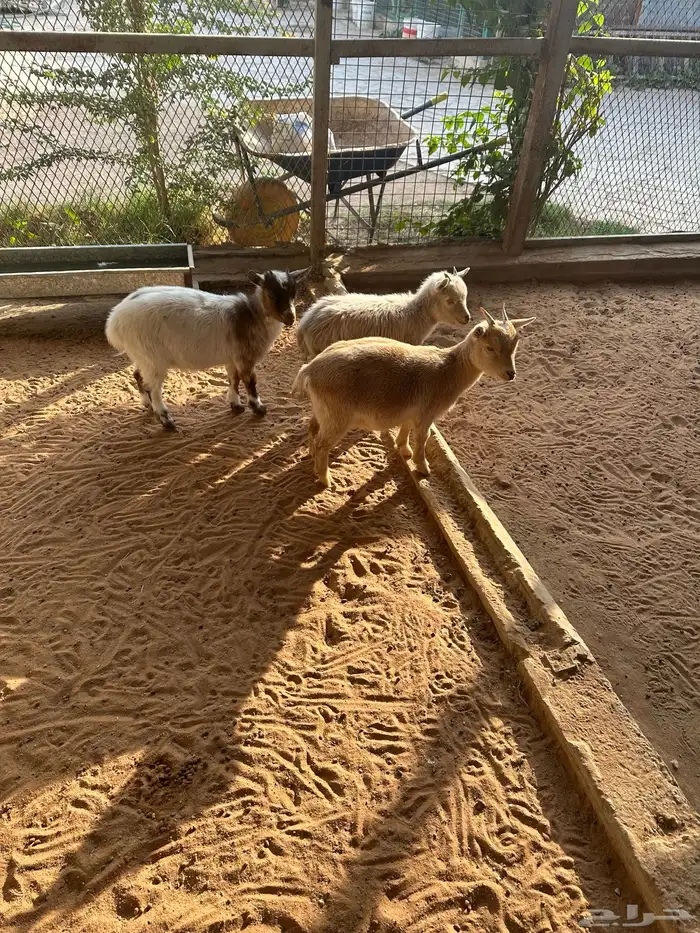 ماعز للبيع 5