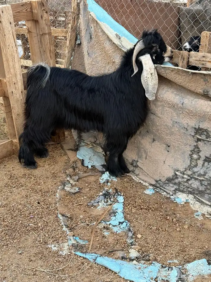 تيس فحل عارضي على الشرط السن ثني توه بيقلع رباع 0