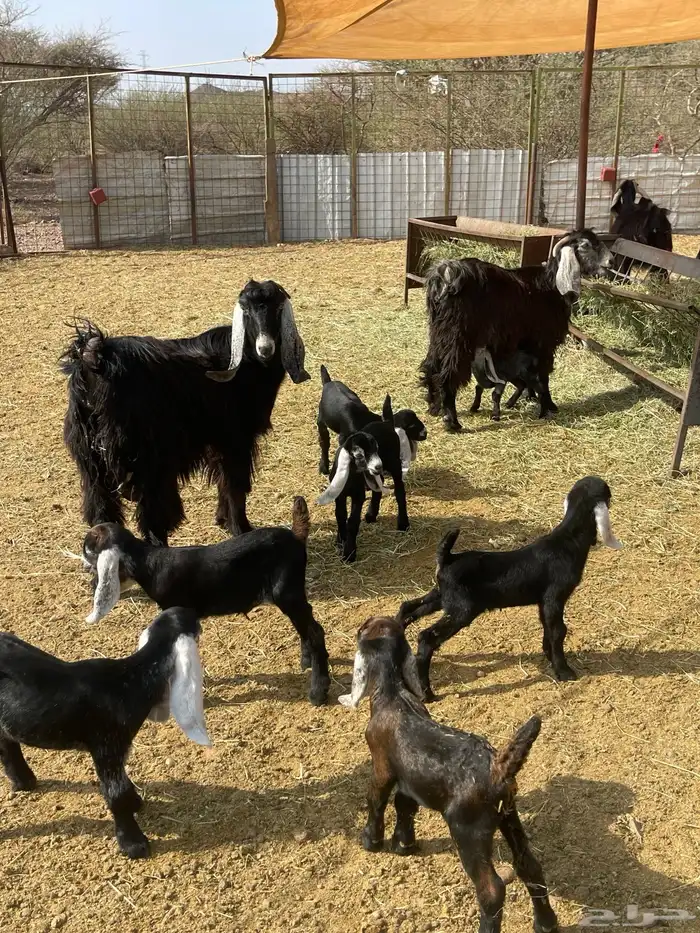 معزا ( تم البيع ) 1