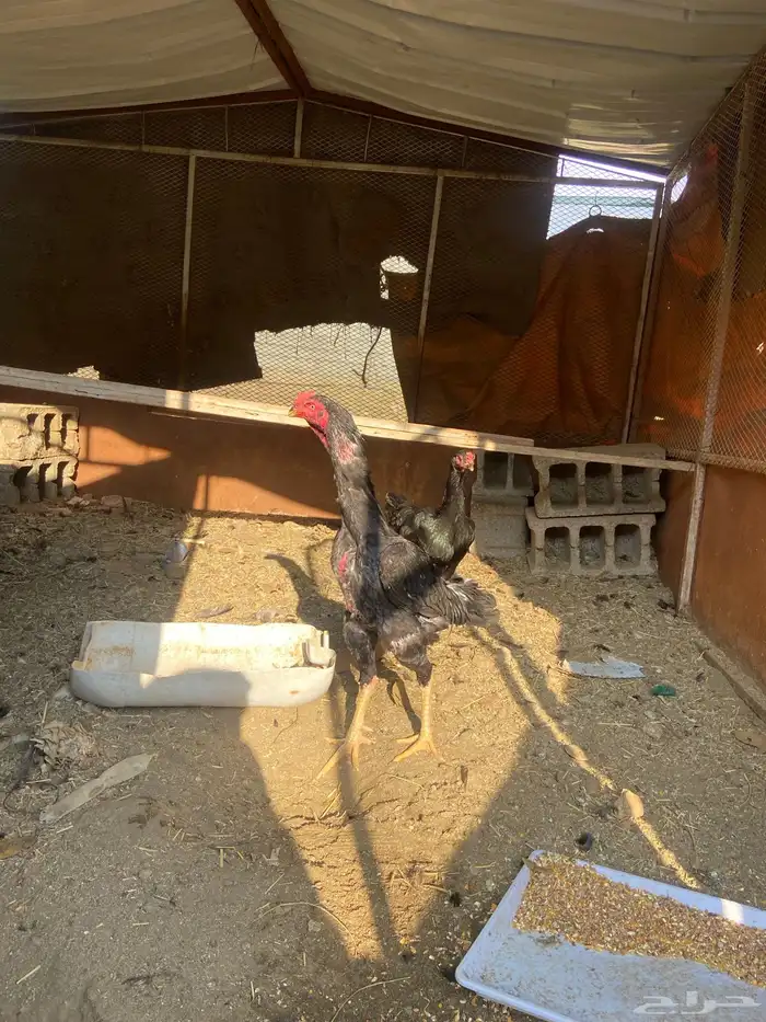 دجاج شامو اسود لاماع 3