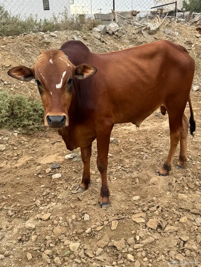 بقر للبيع 0