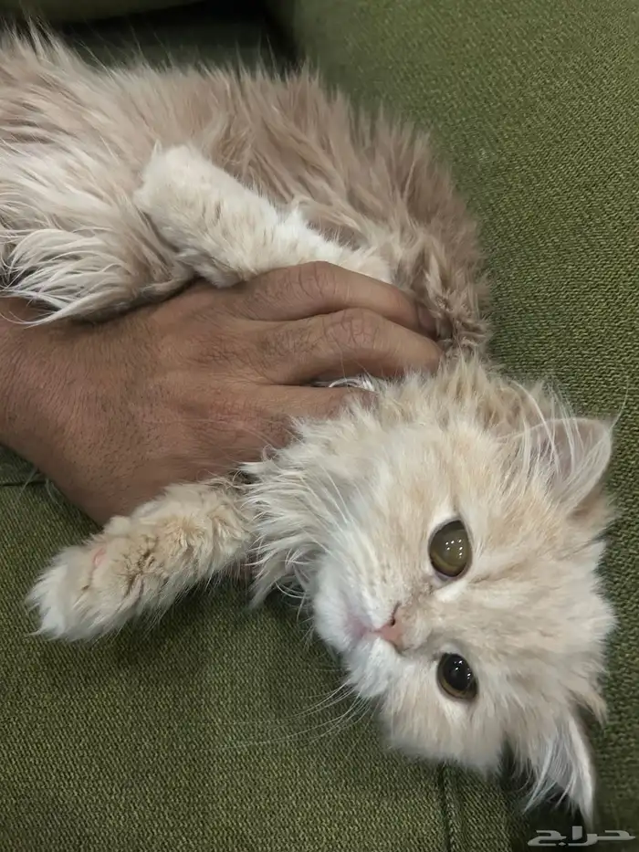 قطة نادرة شيرازي امريكي 2