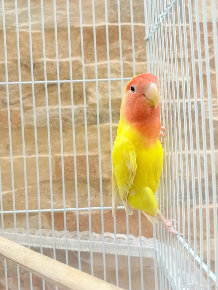 البيع جوز روز 2