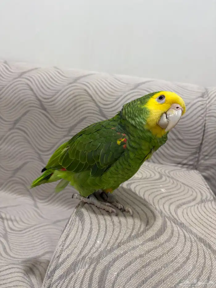 أمازون عمر سنة ومتكلم 4