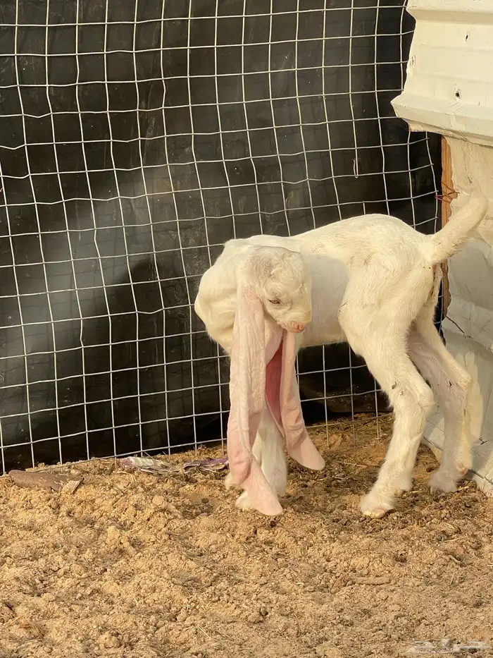 صنف فاخر مشروع فحل 0