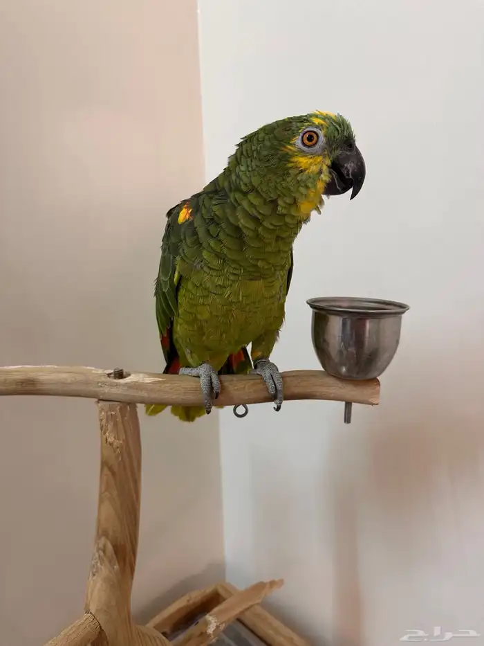 ببغاء امزوني بلو فرنتد 2