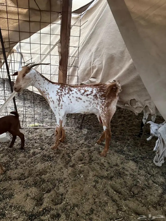 معزا مواليد 3