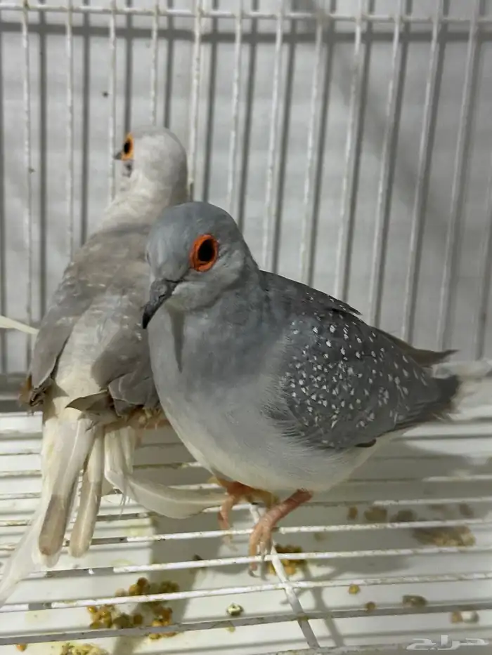 يمام ماسي زوجين على الشرط 0