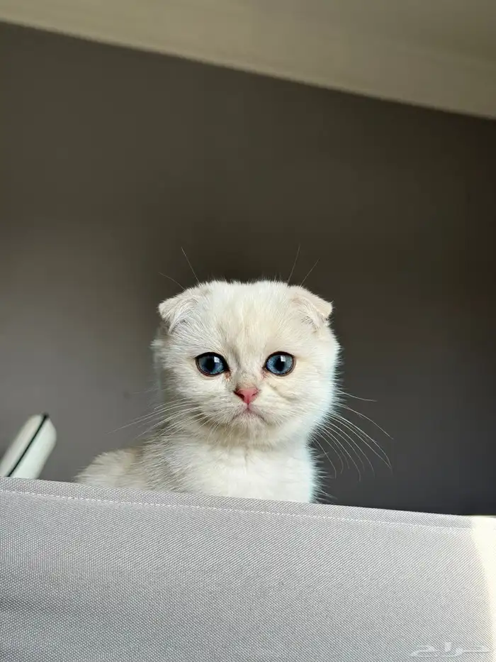 كيتن قطط قط قطو الكيك قطوه سكوتش 6