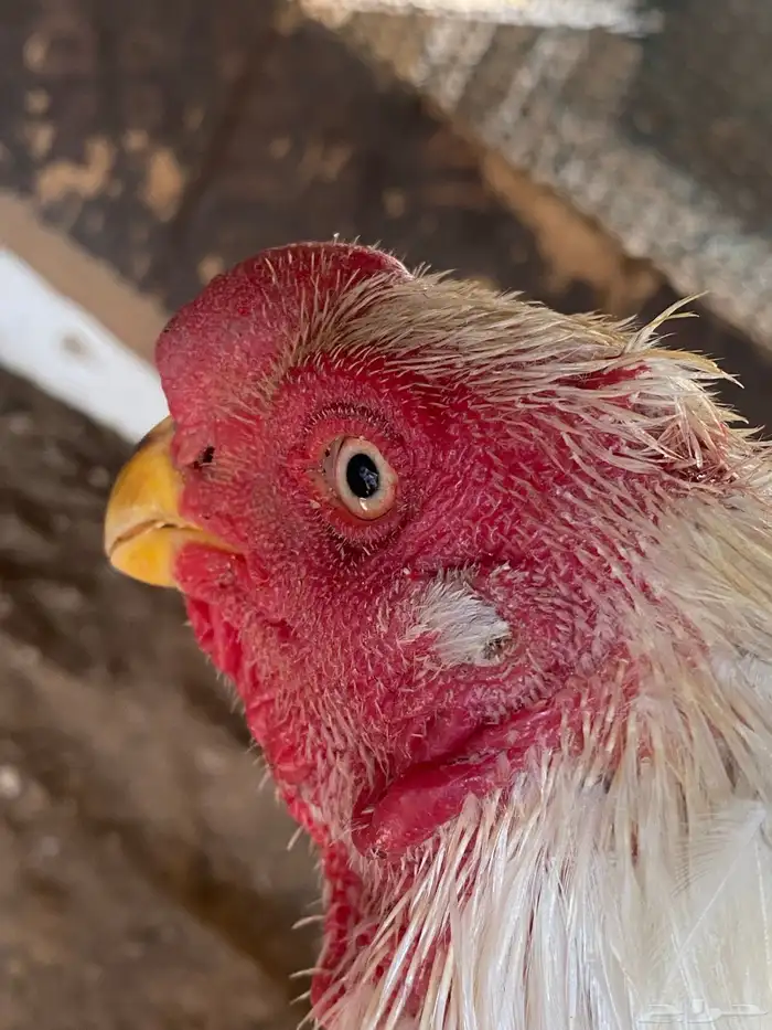 ديك فارسي العمر ودجاجه باكستانيه معاها 3