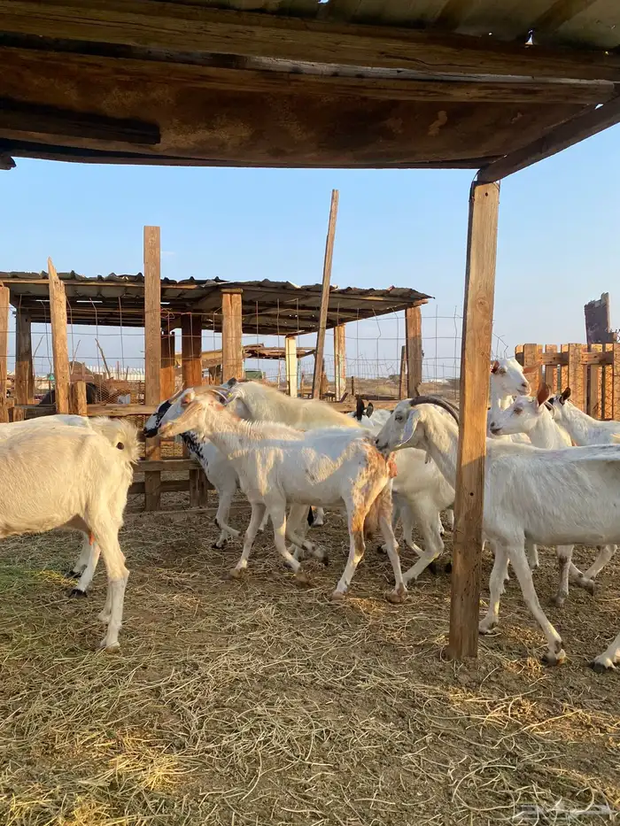 للبيع معزا بيشيات بالفحل دفيع ومضاريع 17