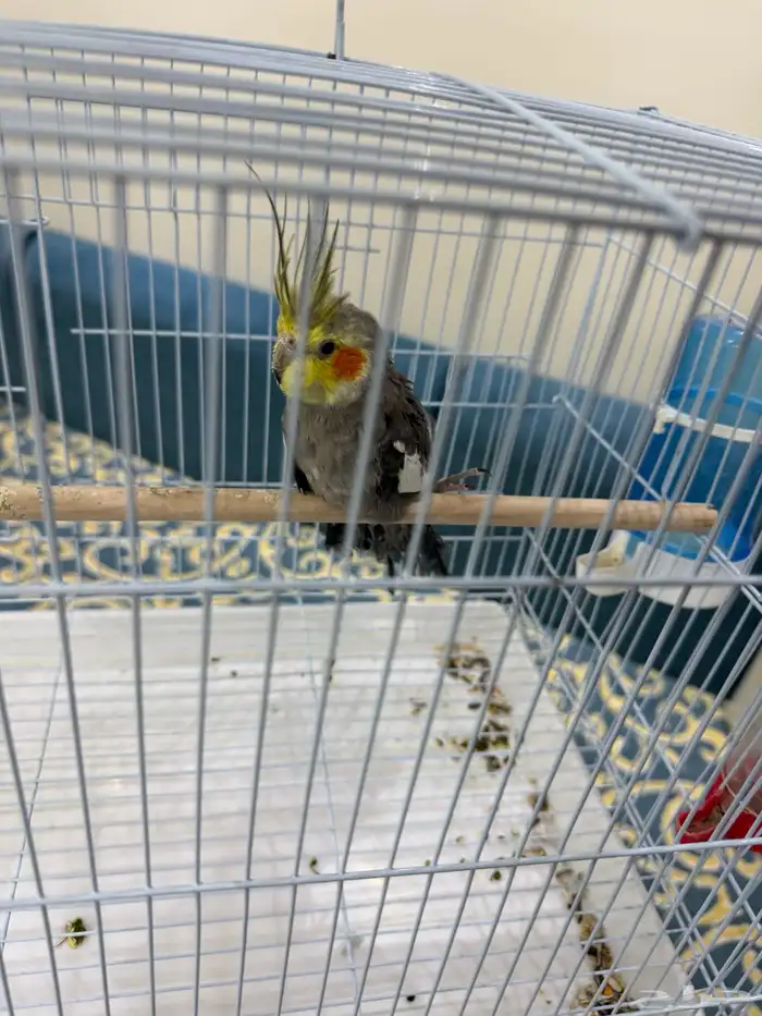 طير كروان ذكر 0