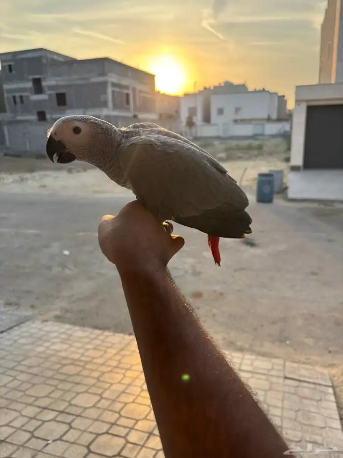 للبيع فرخ كاسكو انتاج محلي 4