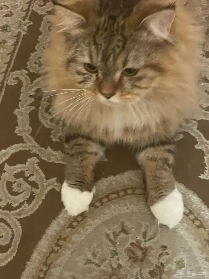 قطه عمر 6 اشهر ونصف نوعها مين كون النادر 1