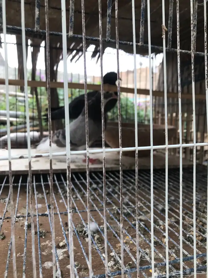 صنعاني اصيل شيبه صوت ناعم وحجم صغير 7