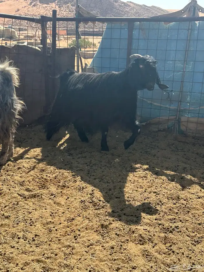 عنزين مشاريك خصم حصيب قريبات ولاد 1