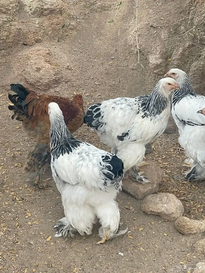دجاج براهما كولمبي   بو 4