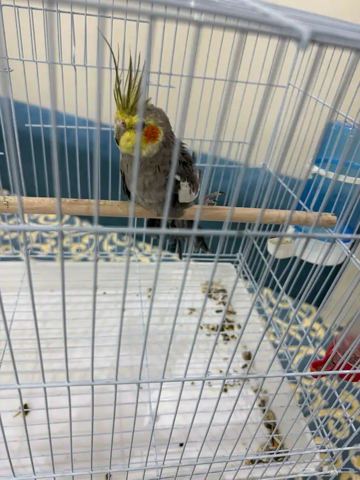 طير كروان ذكر 1