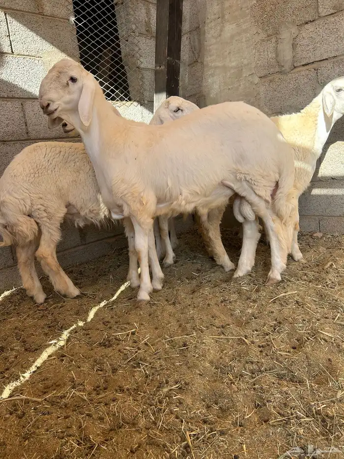 نعيم دفيع ومشروع فحل 6