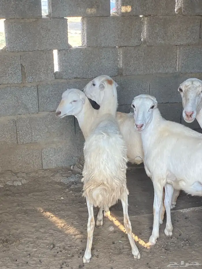 رخل حري السن ثنيه 0