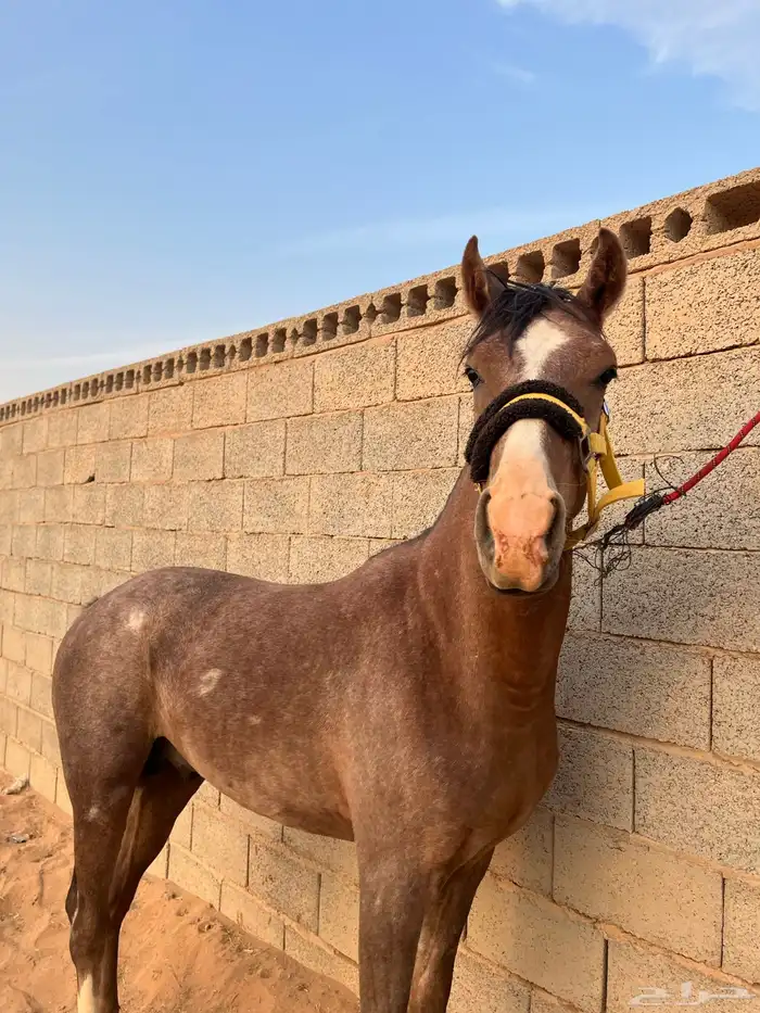 مهر واهو جزيري 0