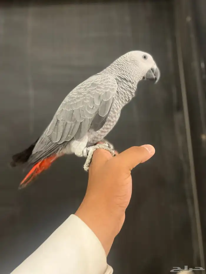 فرخ كاسكو حمامه وثلجي 1