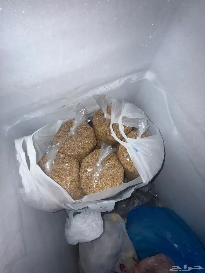 أكل لطيور البادجي 1