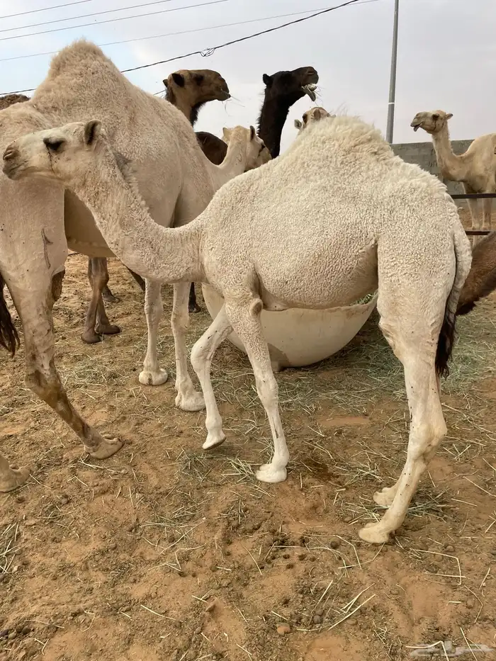 للبيع بكره شحم وعلى الحليب تحت امها 0