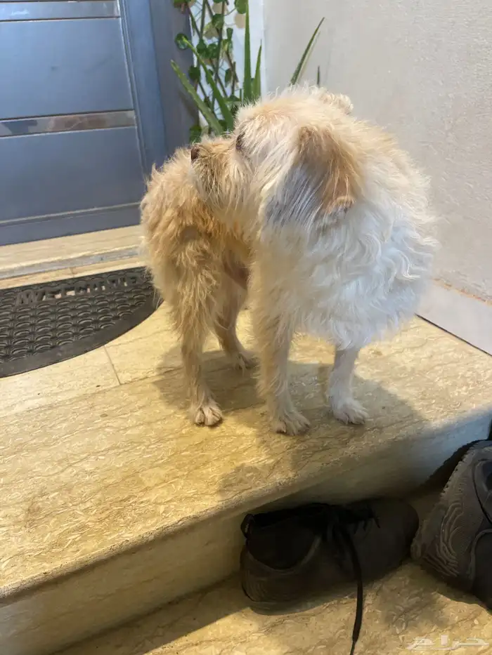 نواع الكلب ماتيبو 0