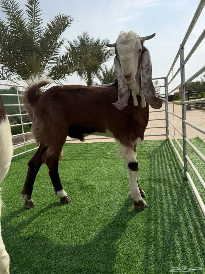 تيوس مطوره 3