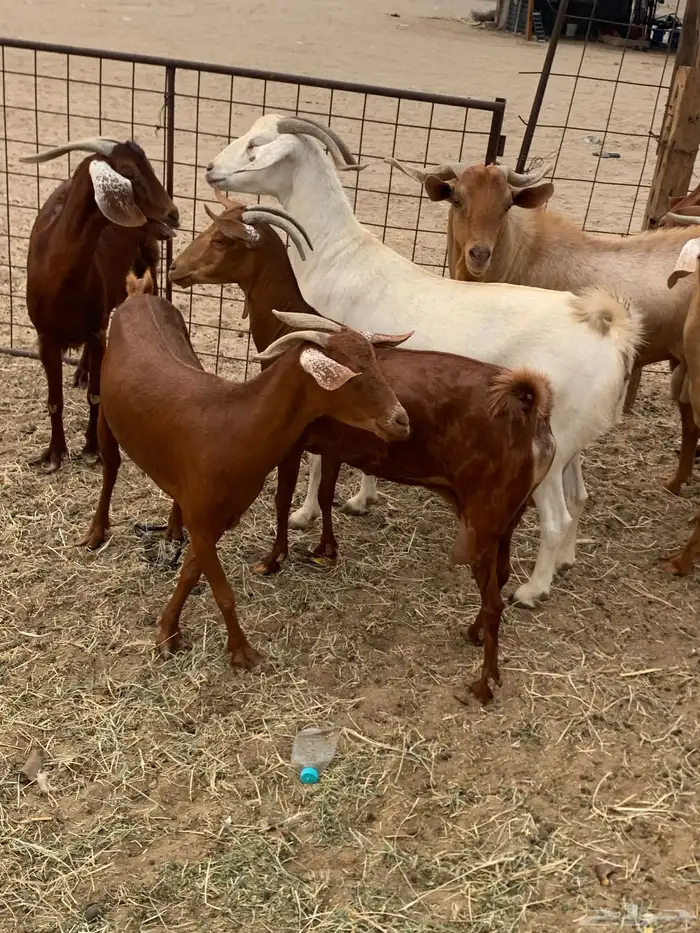 للبيع معزا جفار بيشيات برص ومعزا دهم 10