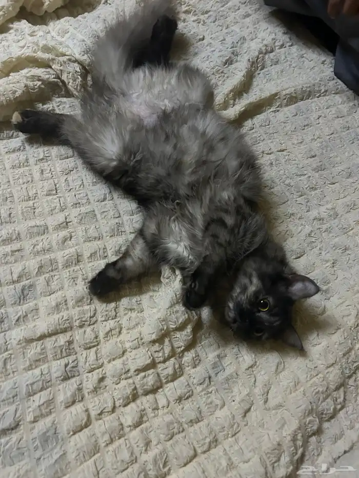 بسه شيرازيه تايقر انثي 1