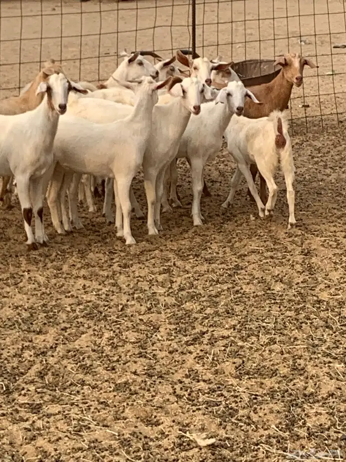 للبيع معزا جفار بيشيات برص ومعزا دهم 16