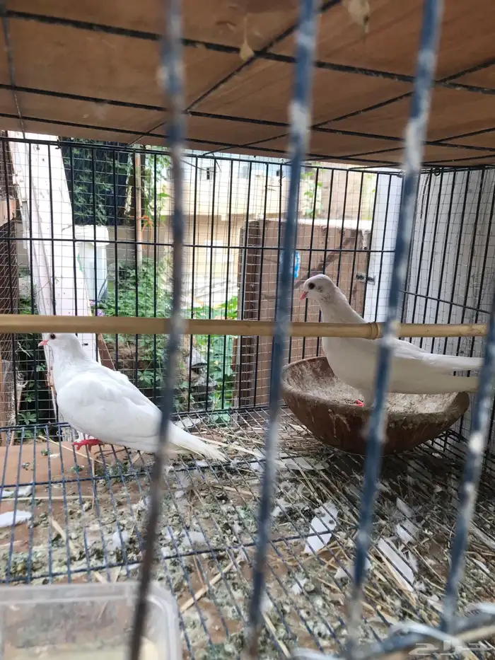 صنعاني اصيل شيبه صوت ناعم وحجم صغير 8