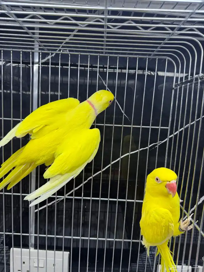 مجموعة ازوج درة هولندي 5