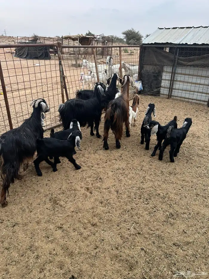 معزى خلفات متاومات 1