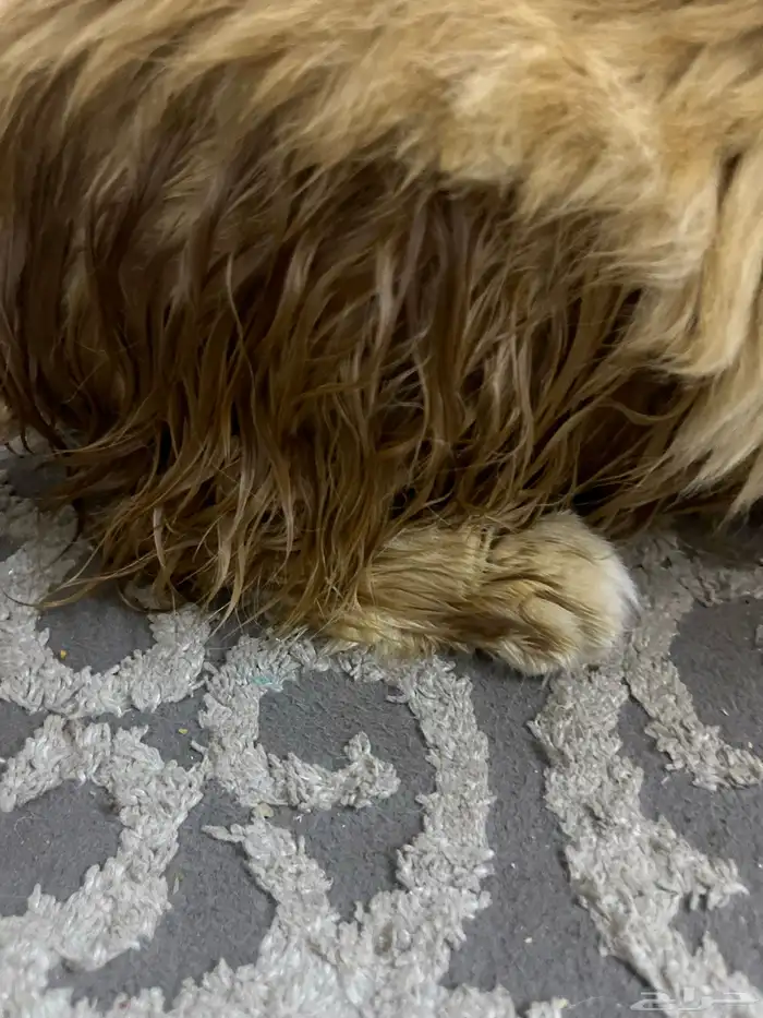 قط مريض تبني 1